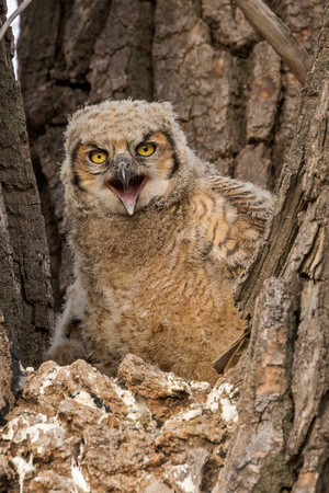 GREAT HORNED OWLET 4