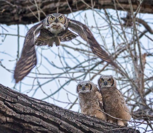 OWLS LOOKING FOR BREAKFAST