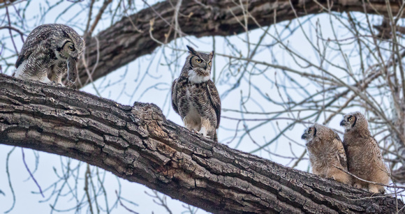 OWL FAMILY BREAKFAST 1