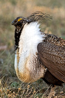 GREATER SAGE-GROUSE 1