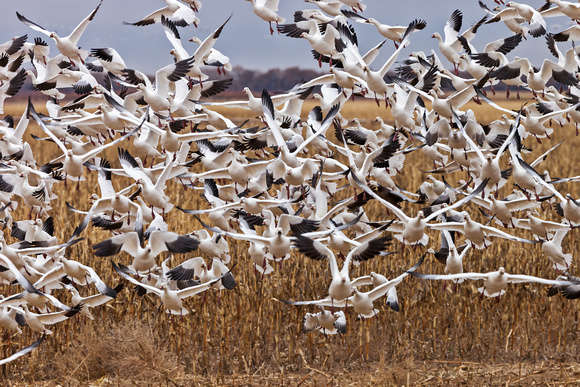 SNOW GEESE 2