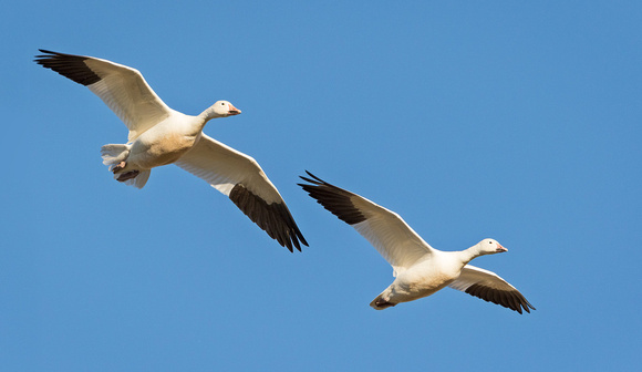 SNOW GEESE 14