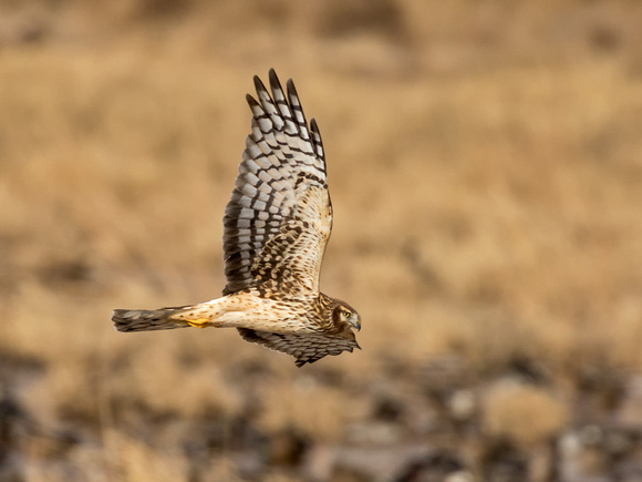 NORTHERN HARRIER 4