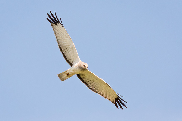 MALE NORTHERN HARRIER 2