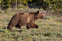 GRIZZLY BEAR 2