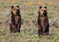 GRIZZLY CUBS 1