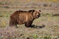 GRIZZLY BEAR 3