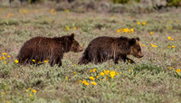 GRIZZLY CUBS 2