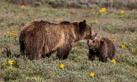 GRIZZLY FAMILY 2