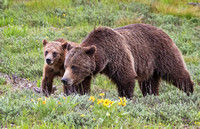 GRIZZLY FAMILY 3