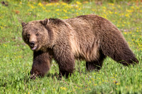 GRIZZLY BEAR 4