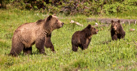 GRIZZLY FAMILY 4