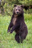 GRIZZLY CUB 1