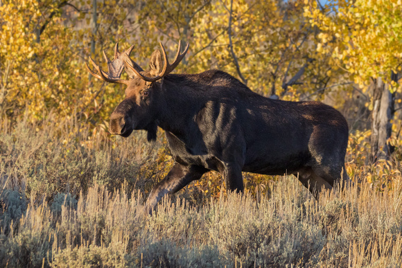 BULL MOOSE 1