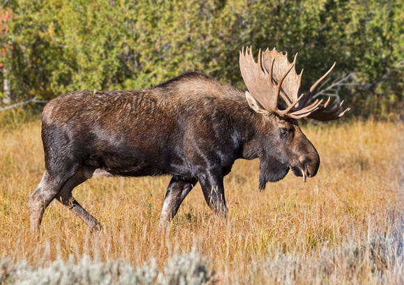 BULL MOOSE 4