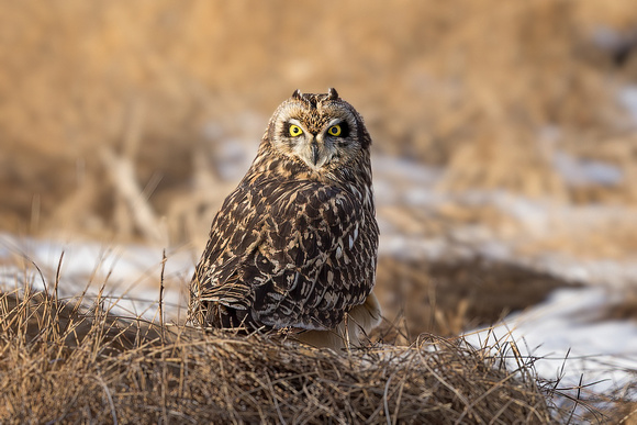 SHORT-EARED OWL 1