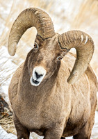YELLOWSTONE BIGHORN SHEEP 5