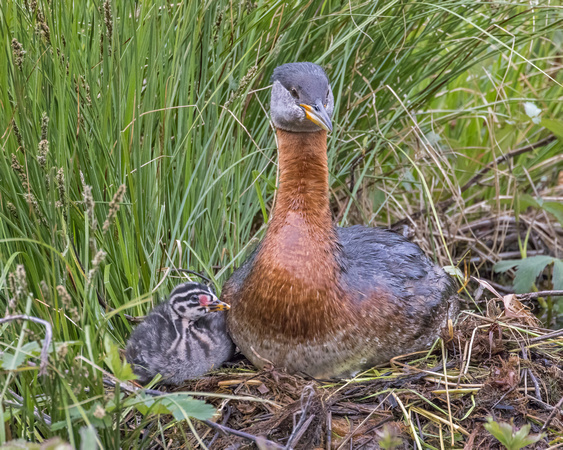 RED-NECKED GREBE 2