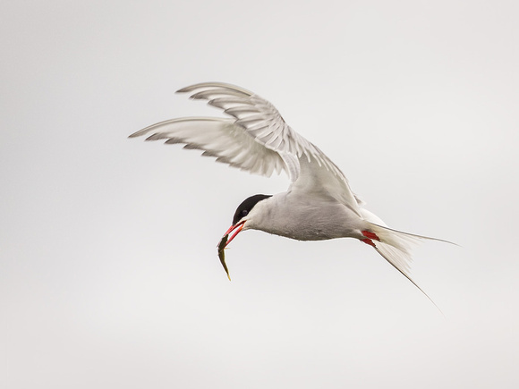 ARCTIC TERN 2