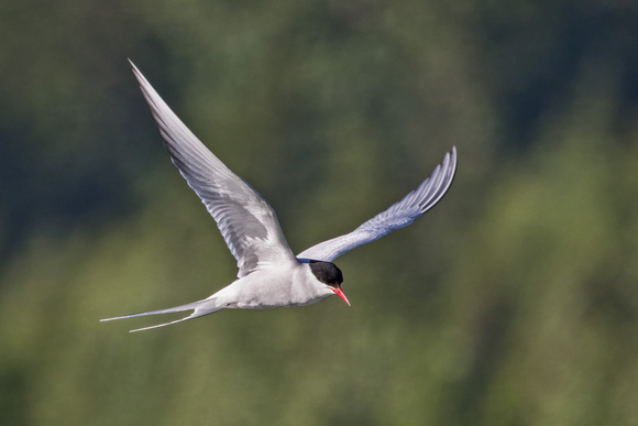 ARCTIC TERN 3