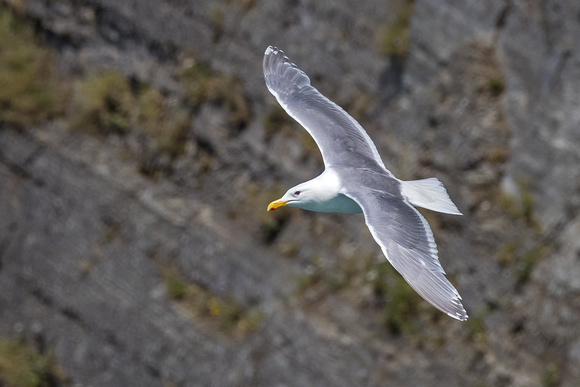 BLACK-LEGGED KITTIWAKE 2