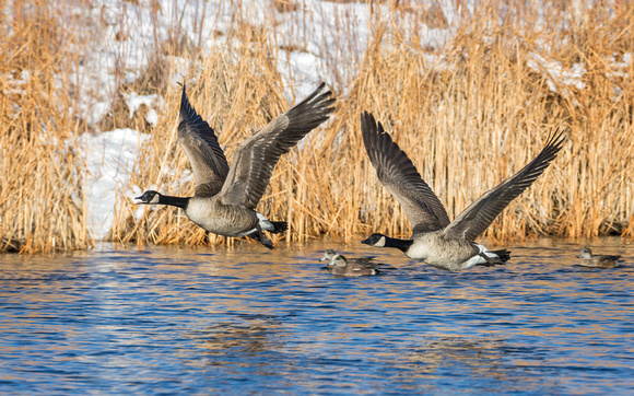 CANADA GEESE 1