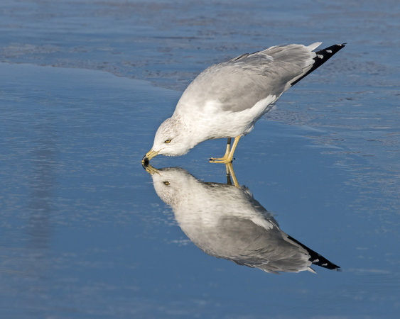 RING-BILLED GULL