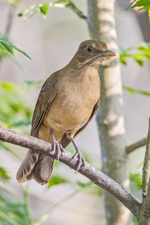 CLAY-COLORED THRUSH