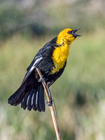 YELLOW-HEADED BLACKBIRD 2