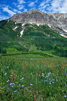 GOTHIC MTN. WILDFLOWERS 1