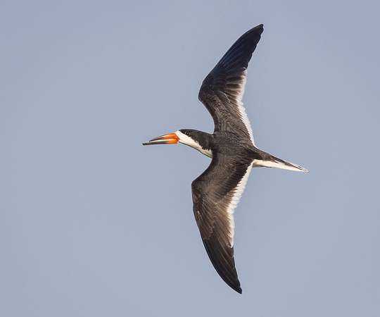 BLACK SKIMMER 3