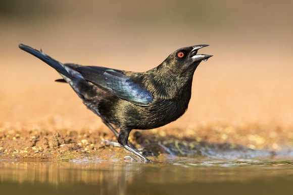 BRONZED COWBIRD 1
