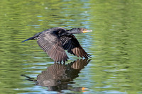 DOUBLE-CRESTED CORMORANT