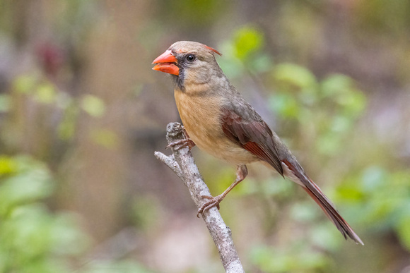 NORTHERN CARDINAL 7, FEMALE