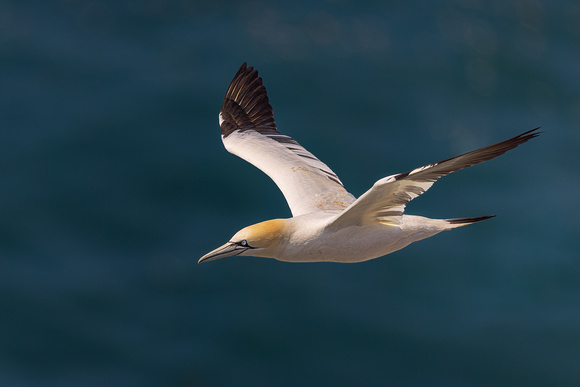 NORTHERN GANNET 1