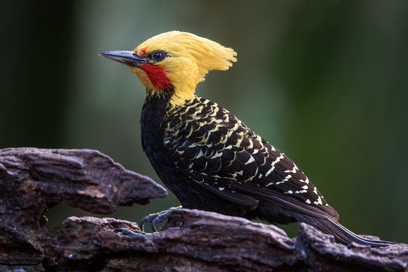 BLOND-CRESTED WOODPECKER 2