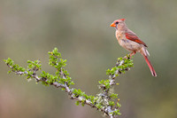 NORTHERN CARDINAL 10, FEMALE