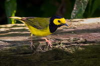 HOODED WARBLER 2