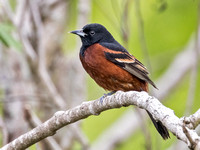 ORCHARD ORIOLE 2, BREEDING ADULT MALE