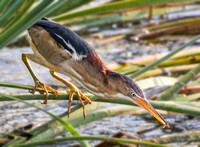 LEAST BITTERN 1