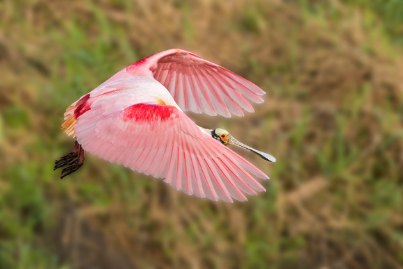 ROSEATE  SPOONBILL 4