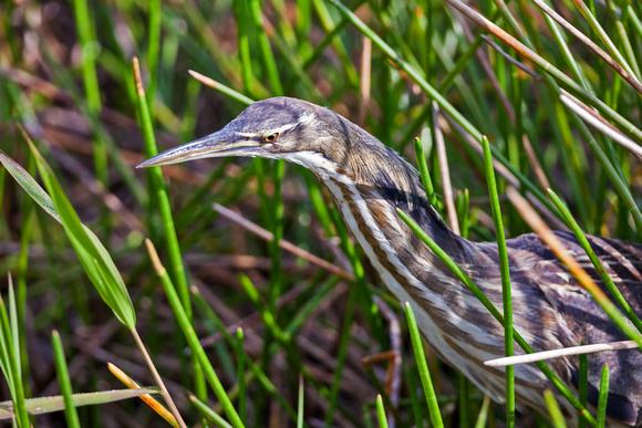 AMERICAN BITTERN