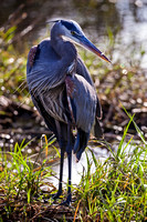 GREAT BLUE HERON 3