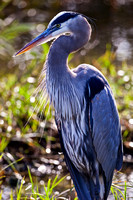 GREAT BLUE HERON 1