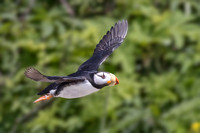 HORNED PUFFIN 2