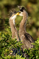 GREAT BLUE HERON CHICKS