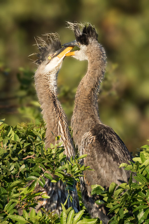 GREAT BLUE HERON CHICKS