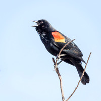 RED-WINGED BLACKBIRD