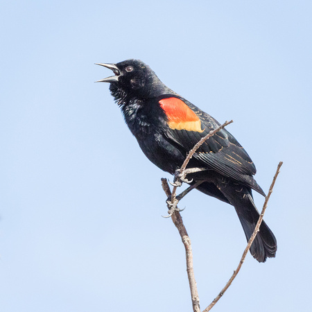 RED-WINGED BLACKBIRD
