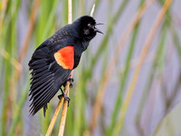 RED-WINGED BLACKBIRD